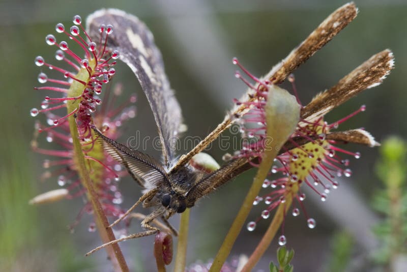 blockerad malsundew royaltyfria foton blockerad malsundew royaltyfria foton