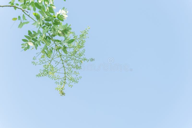 Blodblomma Sophora japonica-blomman på trädnära himmel i Vietnam royaltyfria bilder Blodblomma Sophora japonica-blomman på trädnära himmel i Vietnam royaltyfria bilder