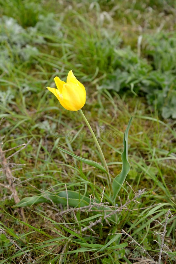 Blodgult Schrenck tulip i vårstäppen. Kalmykia royaltyfri bild