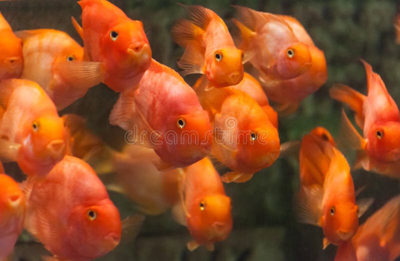 Blodpapegojacichlid arkivfoto Blodpapegojacichlid arkivfoto
