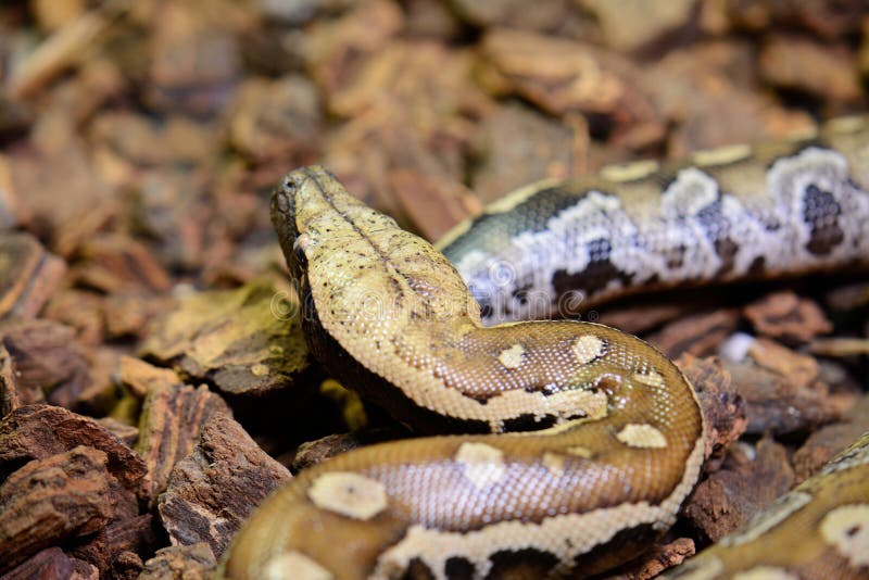 Bloedpython (Python curtus) royalty-vrije stock foto