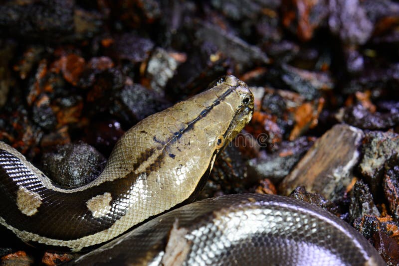 Bloedpython (Pythoncurtus) stock afbeeldingen
