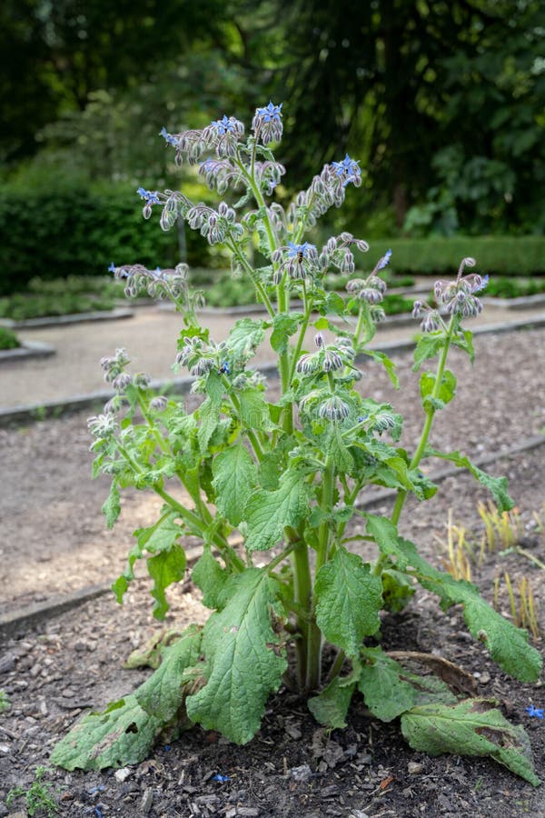 Blooming starflower Borago officinalis whole plant with blue flowers, Mediterranean herb in a vegetable garden, selected focus. Blooming starflower Borago officinalis whole plant with blue flowers, Mediterranean herb in a vegetable garden, selected focus