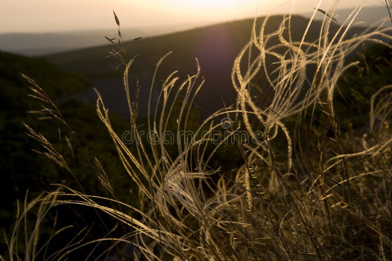Bloei van een veeggras (stipa) stock foto's