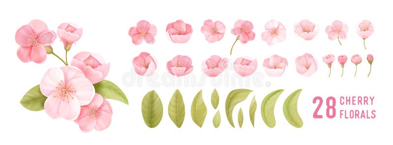 Bloeibloemen van de lente sakura cherry. geïsoleerde realistische roze petals bloesem takken bladeren vectorset