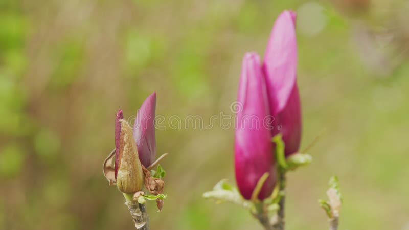 Bloeiboom. florale achtergrond met kopieerruimte. tak van de bloeiende roze magnolia met halfgeopende knoppen. sluiten.