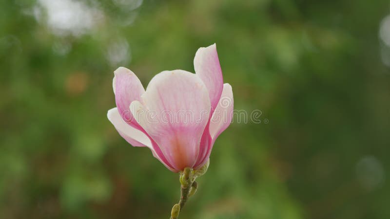 Bloeiboom. florale achtergrond met kopieerruimte. tak van de bloeiende roze magnolia met halfgeopende knoppen. sluiten.