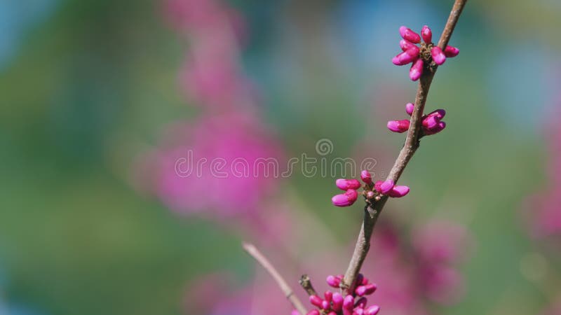 Bloeiboom. florale achtergrond met kopieerruimte. tak van de bloeiende roze magnolia met halfgeopende knoppen.