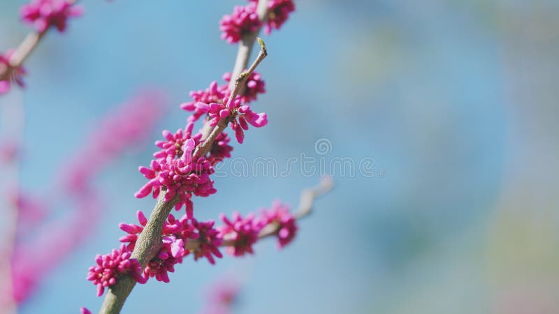 Bloeiboom. florale achtergrond met kopieerruimte. tak van de bloeiende roze magnolia met halfgeopende knoppen.