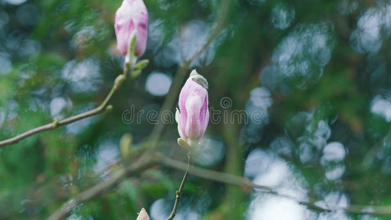 Bloeiboom. florale achtergrond met kopieerruimte. tak van de bloeiende roze magnolia met halfgeopende knoppen.