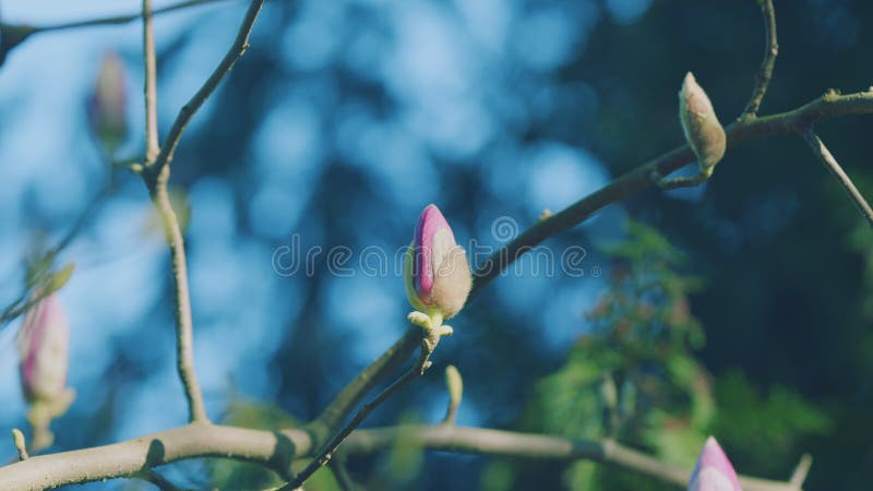 Bloeiboom. florale achtergrond met kopieerruimte. tak van de bloeiende roze magnolia met halfgeopende knoppen.
