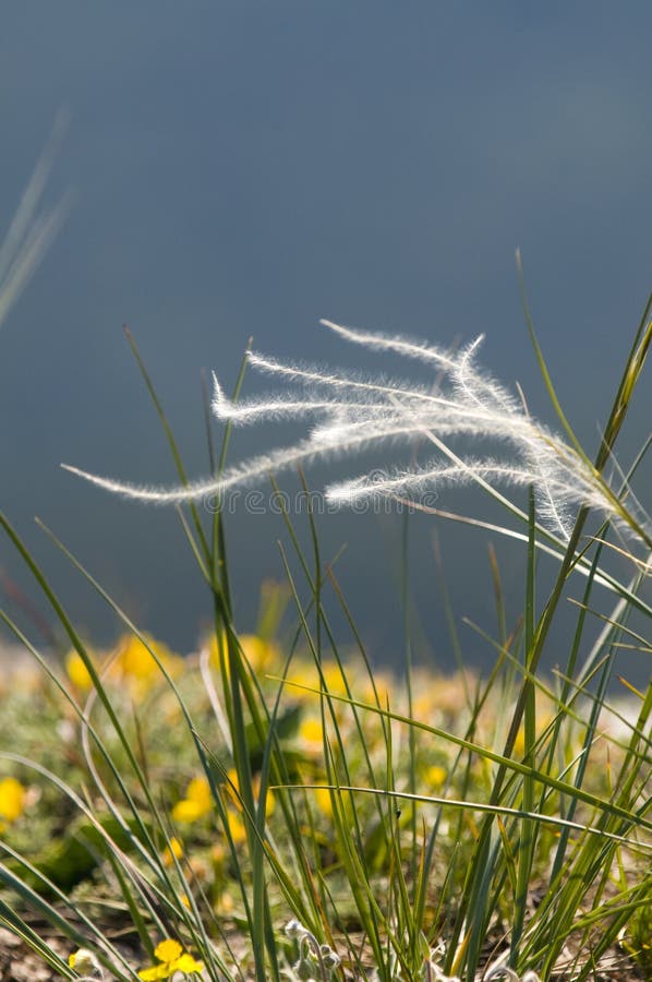 Bloeiend gras royalty-vrije stock afbeeldingen