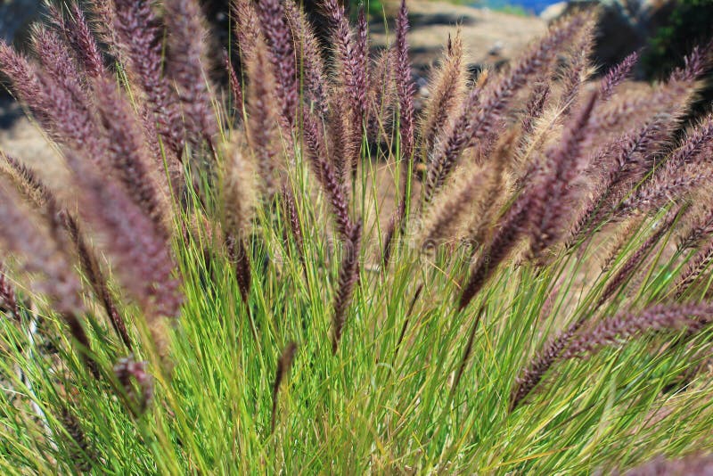 Bloeiend het grasgebied van de fontein purper bloem in de ochtend summe stock fotografie Bloeiend het grasgebied van de fontein purper bloem in de ochtend summe stock fotografie