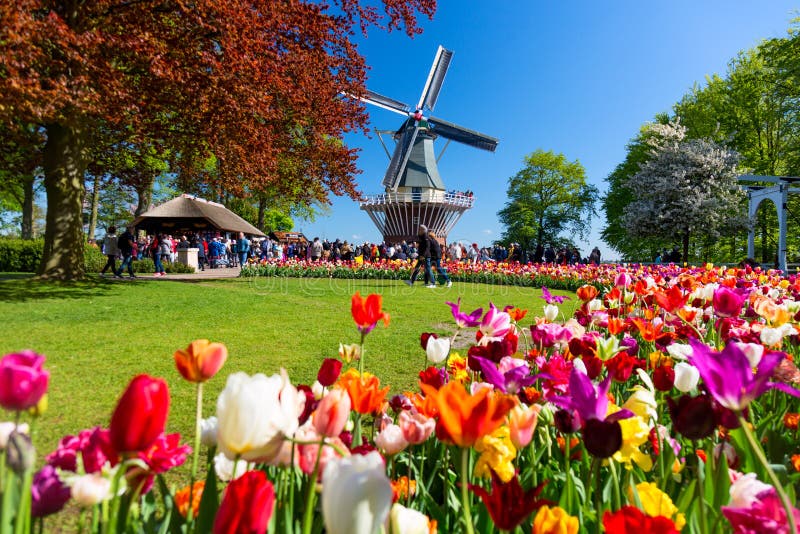 Bloeiend kleurrijk tulpenbloembed in openbare bloemtuin met windmolen Populaire toeristenplaats Lisse, Holland, Nederland