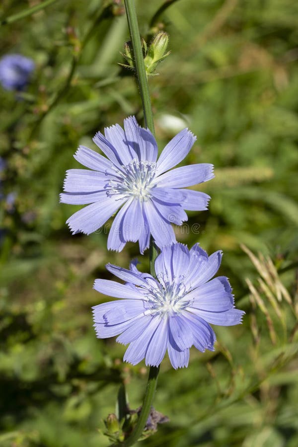 Bloeiend witlof, blauwe bloemen op een groene steel Twee bloemen met bloemblaadjes en stamens Eetbare installatie, het koffiesurr royalty-vrije stock foto's Bloeiend witlof, blauwe bloemen op een groene steel Twee bloemen met bloemblaadjes en stamens Eetbare installatie, het koffiesurr royalty-vrije stock foto's