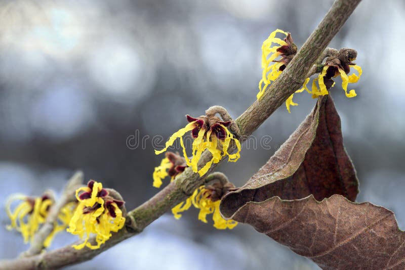 Bloeiende Amerikaanse toverhazelaartak in de winter, gele bloemen van med stock fotografie Bloeiende Amerikaanse toverhazelaartak in de winter, gele bloemen van med stock fotografie