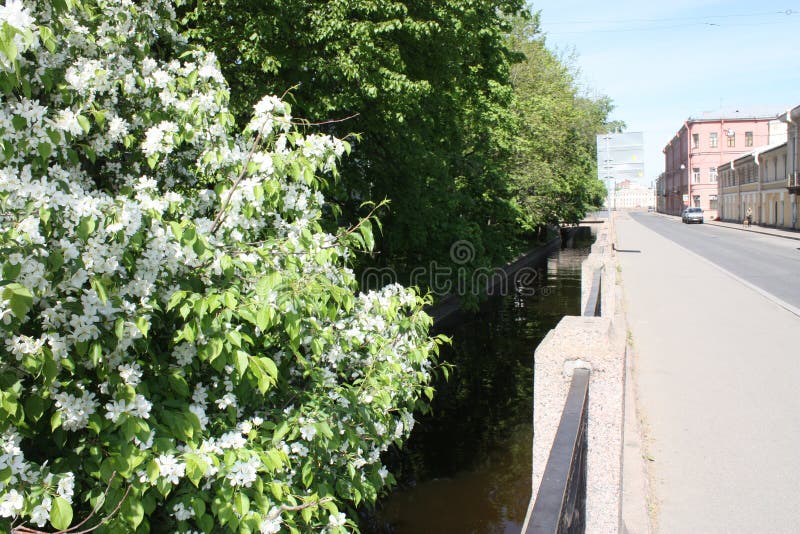 Bloeiende Apple-bomen dichtbij het kanaal stock fotografie Bloeiende Apple-bomen dichtbij het kanaal stock fotografie