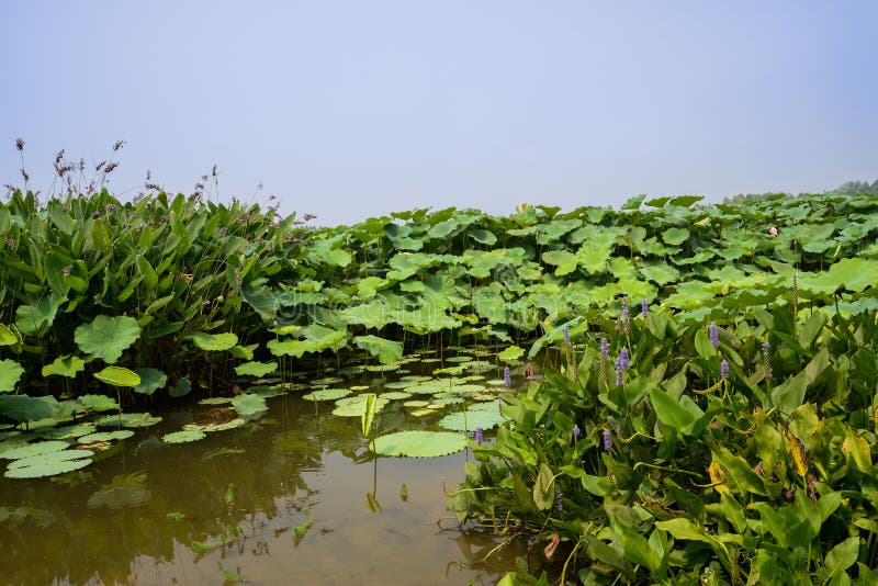 Bloeiende aquatische installaties door lotusbloemvijver in de zonnige zomer