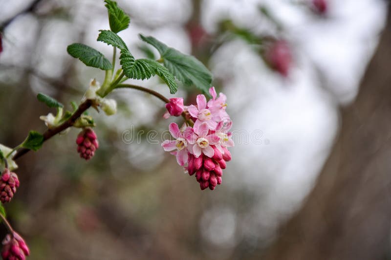 Bloeiende bloem royalty-vrije stock afbeelding