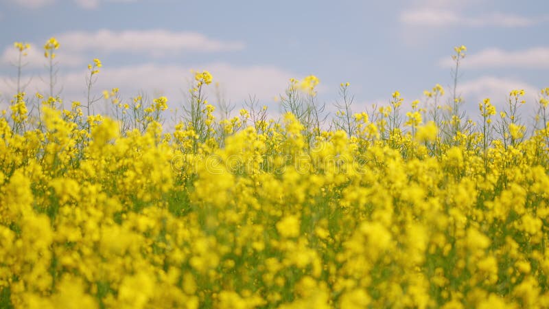 Bloeiende canola. oppervlakkige diepte.