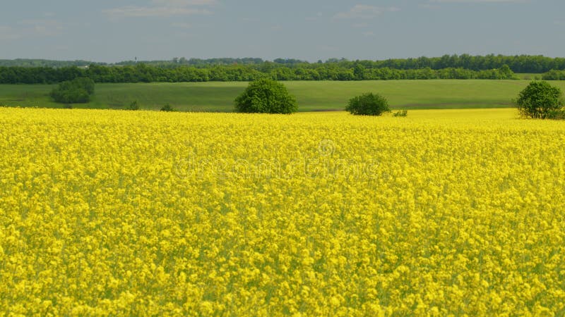 Bloeiende canola. oppervlakkige diepte.