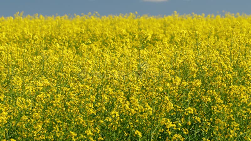 Bloeiende canola. rust harmonie. selectieve focus.