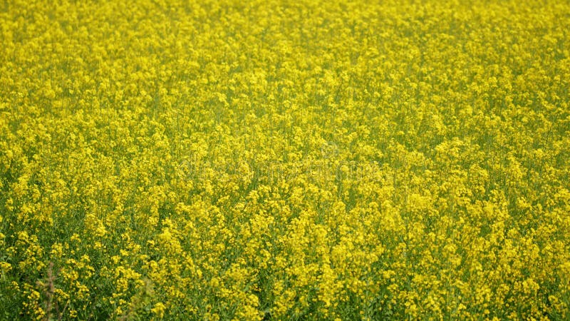 Bloeiende canola. statische weergave.