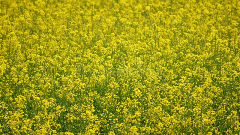 Bloeiende canola. statische weergave.