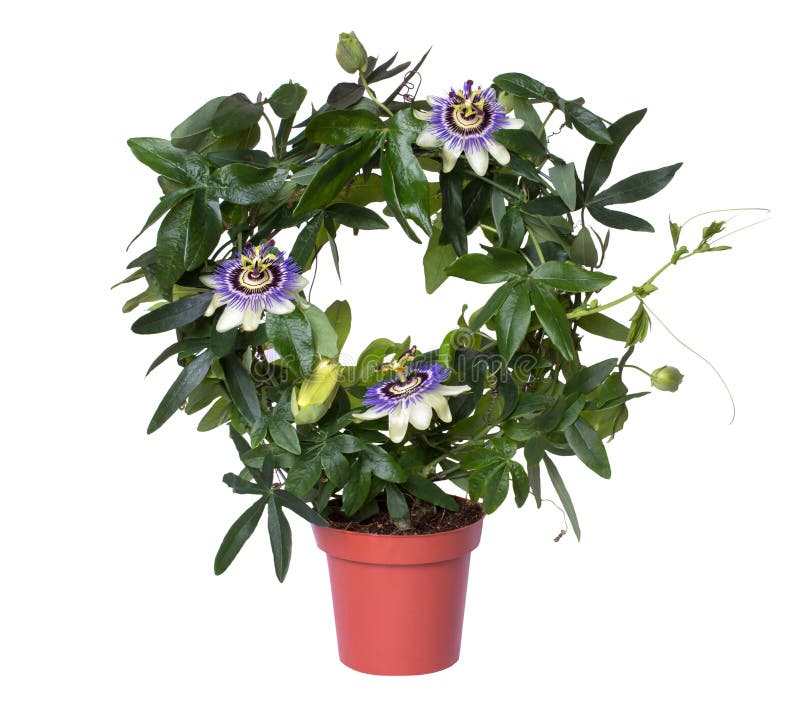 Bloeiende die passiebloempassiebloem in een pot op witte achtergrond wordt geïsoleerd royalty-vrije stock foto's Bloeiende die passiebloempassiebloem in een pot op witte achtergrond wordt geïsoleerd royalty-vrije stock foto's