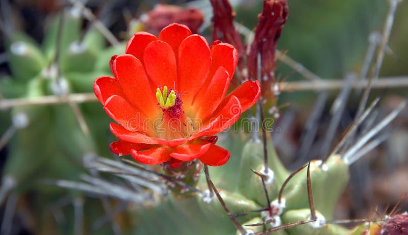 Bloeiende Egelcactus en Doornen royalty-vrije stock foto