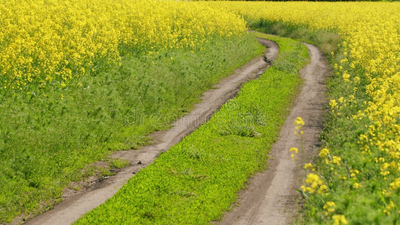 Bloeiende gele bloemen op raapzaad en landelijke weg.