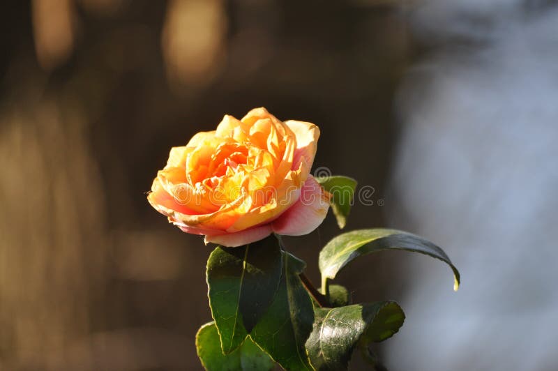 Bloeiende Gele Camellia Japonica stock afbeelding Bloeiende Gele Camellia Japonica stock afbeelding