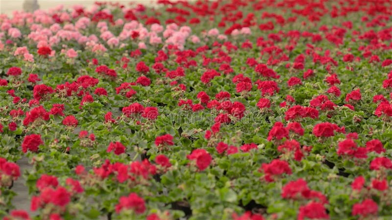 Bloeiende geranium in een grote moderne serre De geranium bloeit close-up Bloeiende geraniums in potten Heel wat het bloeien