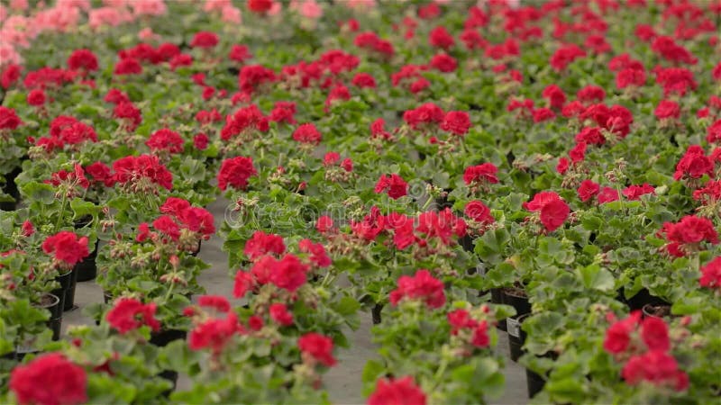 Bloeiende geranium in een grote moderne serre. De geranium bloeit close-up. Bloeiende geraniums in potten. Veel van de bloei