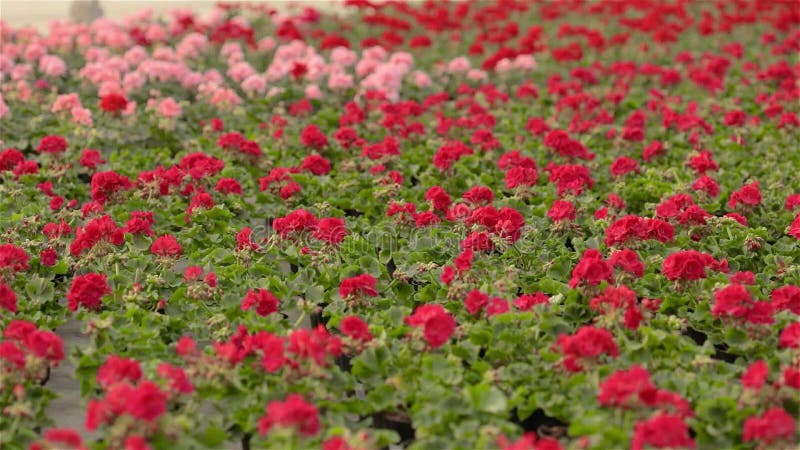 Bloeiende geranium in een grote moderne serre. De geranium bloeit close-up. Bloeiende geraniums in potten. Veel van de bloei