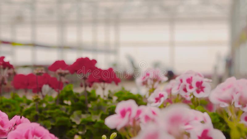 Bloeiende geranium in een grote moderne serre De geranium bloeit close-up Moderne serre Serre met glas