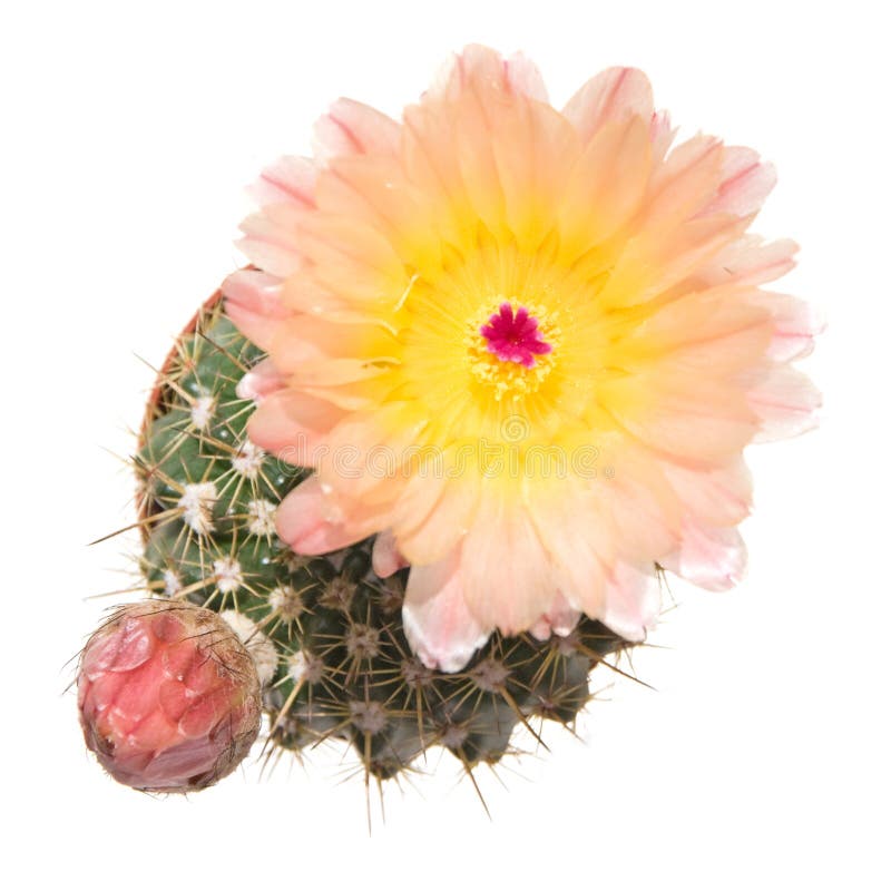 Bloeiende geïsoleerdee cactus