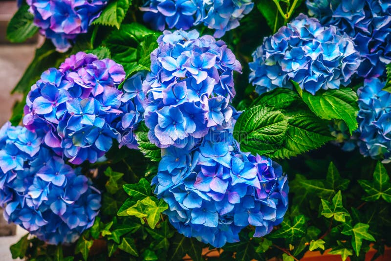 Bloeiende hydrangea hortensia blauwe bloemen met groene bladeren Mooie romantische bloemen voor groetenkaarten, uitnodigingen, ve royalty-vrije stock fotografie Bloeiende hydrangea hortensia blauwe bloemen met groene bladeren Mooie romantische bloemen voor groetenkaarten, uitnodigingen, ve royalty-vrije stock fotografie
