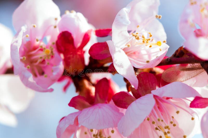 Bloeiende Japanse Kersenboom Bloeit Bloesem Witte, Roze Sakura Met ...