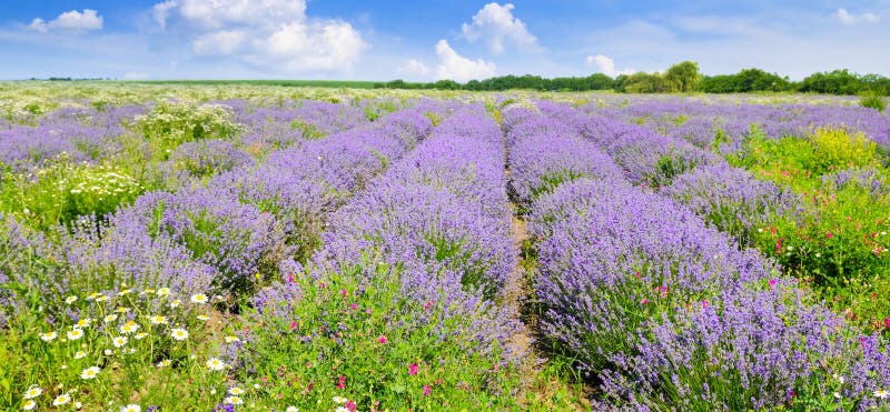 Blooming lavender in a field on a background of blue sky. Shallow depth of field. Focus on the foreground. Agricultural landscape. Wide photo. Blooming lavender in a field on a background of blue sky. Shallow depth of field. Focus on the foreground. Agricultural landscape. Wide photo.