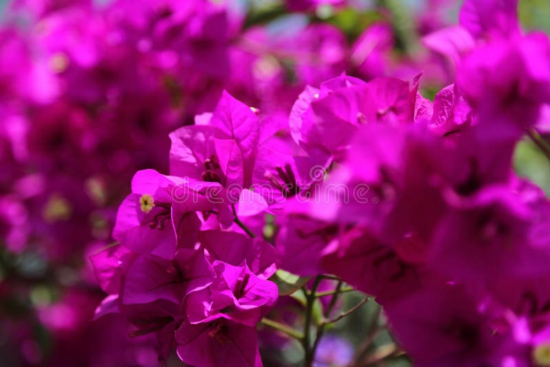 Bloeiende mooie bloem met groene bladeren, het leven natuurlijke aard stock foto's Bloeiende mooie bloem met groene bladeren, het leven natuurlijke aard stock foto's