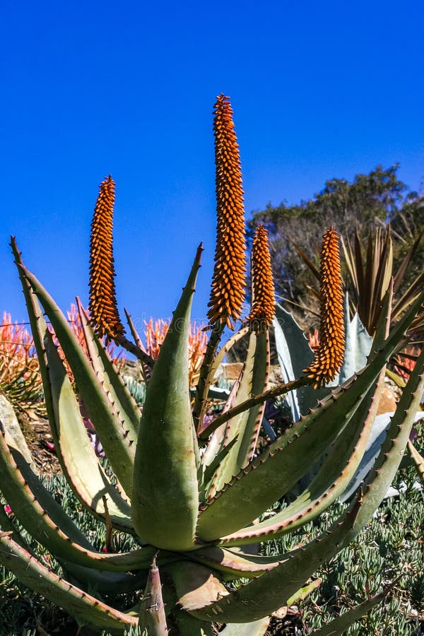 Flowering plants, Succulents Aloe in a flower bed on Catalina Island in the Pacific Ocean, California. Flowering plants, Succulents Aloe in a flower bed on Catalina Island in the Pacific Ocean, California.