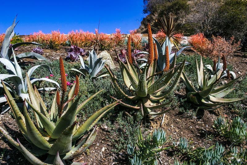 Flowering plants, Succulents Aloe in a flower bed on Catalina Island in the Pacific Ocean, California. Flowering plants, Succulents Aloe in a flower bed on Catalina Island in the Pacific Ocean, California.