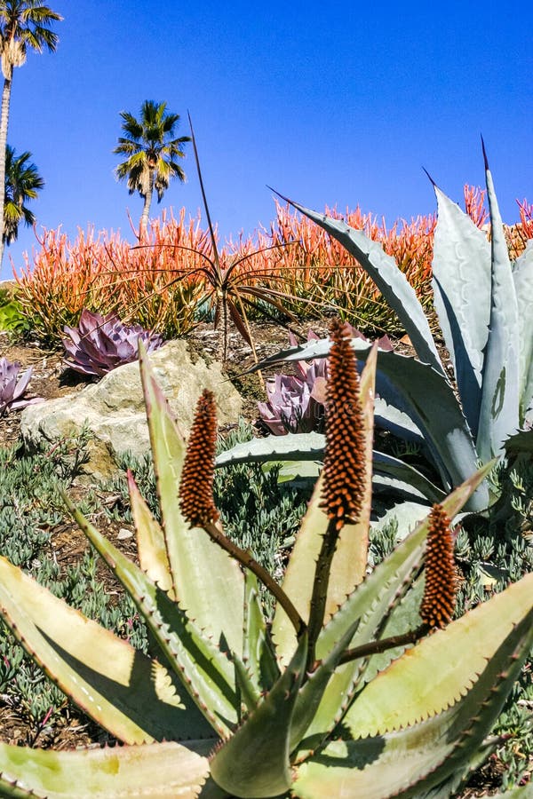 Flowering plants, Succulents Aloe in a flower bed on Catalina Island in the Pacific Ocean, California. Flowering plants, Succulents Aloe in a flower bed on Catalina Island in the Pacific Ocean, California.