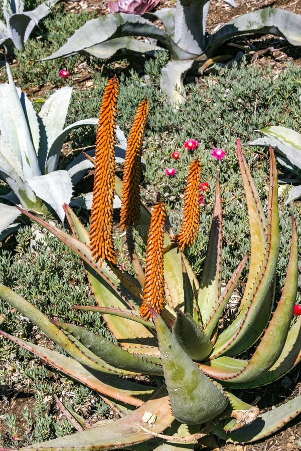 Flowering plants, Succulents Aloe in a flower bed on Catalina Island in the Pacific Ocean, California. Flowering plants, Succulents Aloe in a flower bed on Catalina Island in the Pacific Ocean, California.