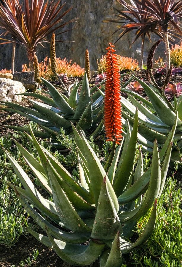 Flowering plants, Succulents Aloe in a flower bed on Catalina Island in the Pacific Ocean, California. Flowering plants, Succulents Aloe in a flower bed on Catalina Island in the Pacific Ocean, California.