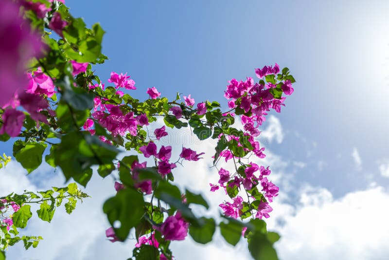 Bloeiende tak van bloemen voor briljante hemel stock fotografie Bloeiende tak van bloemen voor briljante hemel stock fotografie