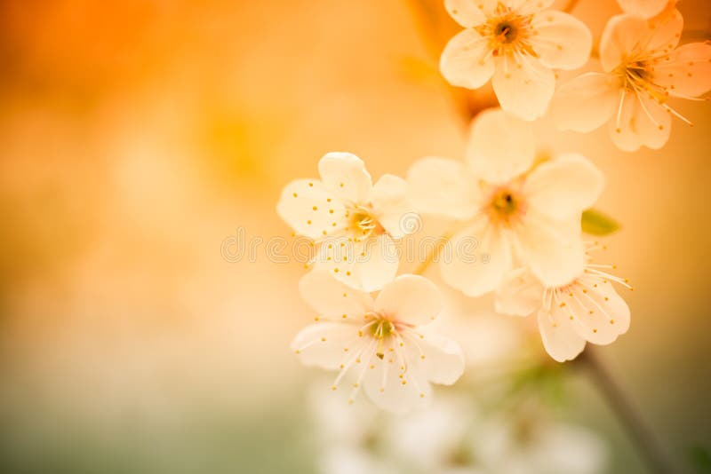 Flowering branches of cherry on natural blurred background. Shallow depth of field. Selective focus. Toned. Flowering branches of cherry on natural blurred background. Shallow depth of field. Selective focus. Toned.