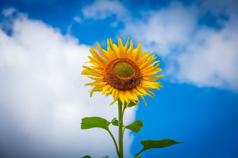 Bloeiende zonnebloemen stock fotografie Bloeiende zonnebloemen stock fotografie