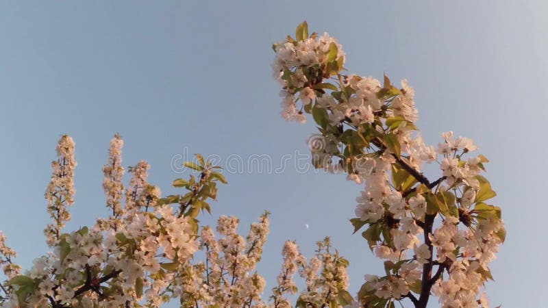 Bloeit fruit die bomen het tot bloei komen, kersenbomen en vliegende bijen rond de bloemen, de maan door de kers